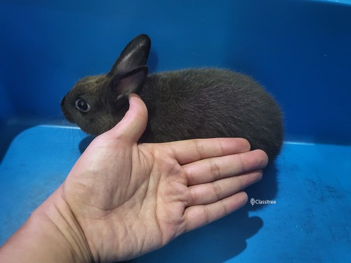 netherland-dwarf-black-male-rabbit-march-adoption-big-1