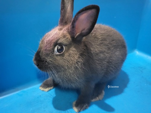 netherland-dwarf-black-male-rabbit-march-adoption-big-0