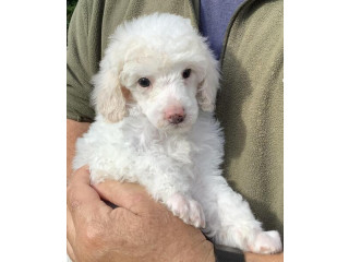 Miniature Poodle Puppies available for a new home.