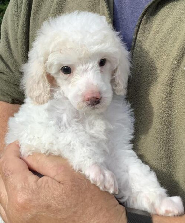miniature-poodle-puppies-available-for-a-new-home-big-0
