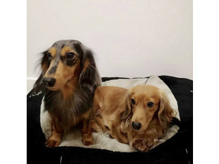 Rehome Most Lovable Couple Mini Dachshunds