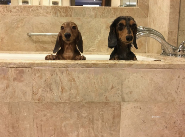 rehome-most-lovable-couple-mini-dachshunds-big-1