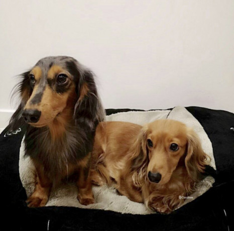 rehome-most-lovable-couple-mini-dachshunds-big-0
