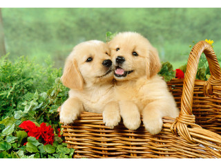 Precious Golden Retriever  puppies available