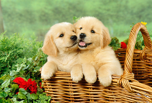 precious-golden-retriever-puppies-available-big-0
