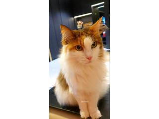Beautiful Norwegian Forest cat Free to Good Home