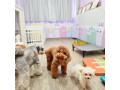 Dog Boarding and Daycare exclusively for small medium dogs