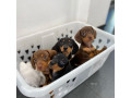 beautiful-dachshund-puppies-ready-their-new-home-small-1
