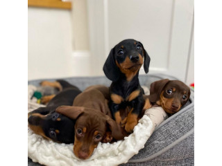 Beautiful Dachshund Puppies Ready Their New Home