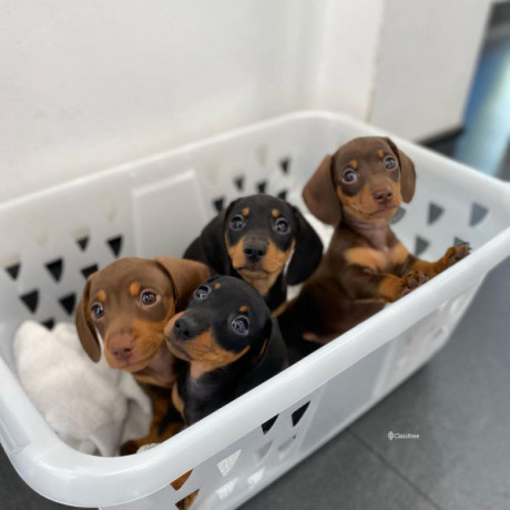 beautiful-dachshund-puppies-ready-their-new-home-big-1