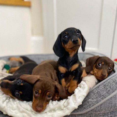 beautiful-dachshund-puppies-ready-their-new-home-big-0