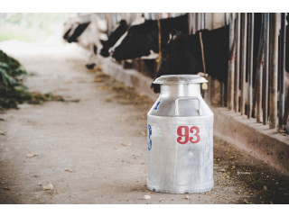 Buy Superior Quality A Cow Milk in Singapore