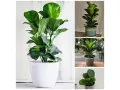 Ficus Lyrata (Indoor) New Arrival Price ~ Between $4.5 ~ $1