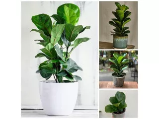 Ficus Lyrata (Indoor) New Arrival Price ~ Between $4.5 ~ $17