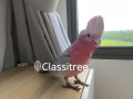 tamed-male-galah-cockatoo-for-sales-small-0