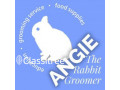 professinal-rabbit-guinea-pig-grooming-by-angies-pets-small-0