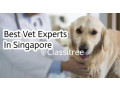 Best Vet Experts In Singapore Oasis Vet Clinic