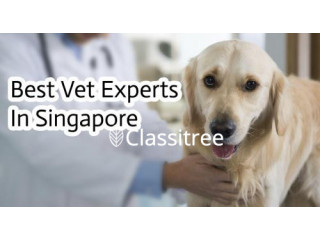 Best Vet Experts In Singapore Oasis Vet Clinic