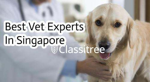 best-vet-experts-in-singapore-oasis-vet-clinic-big-0