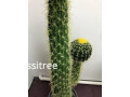 plant-artificial-double-golden-ball-cactus-aplant-small-0