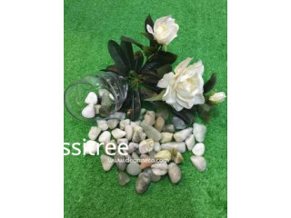 Natural Jade Green Pebble Stones for Feng Shui Water Feature