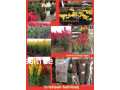 Chinese New Year Plants for Sale