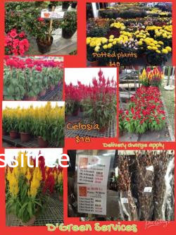 chinese-new-year-plants-for-sale-big-0