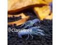 Micro blue crayfish