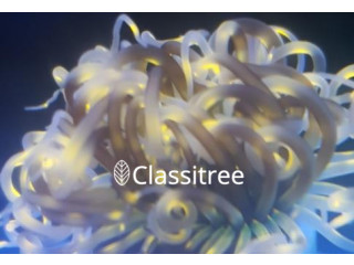 Tube Anemone coral