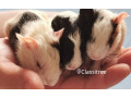 Guinea pig babies