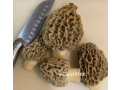 fresh-morel-mushrooms-lbs-lbs-small-0