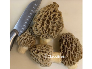 Fresh Morel Mushrooms lbs lbs