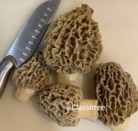 fresh-morel-mushrooms-lbs-lbs-big-0