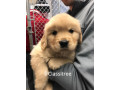 cute-adorable-golden-retriever-puppy-male-and-female-small-1