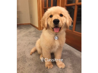 Cute adorable Golden Retriever puppy male and female