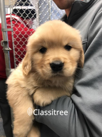 cute-adorable-golden-retriever-puppy-male-and-female-big-1