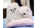 Cute pomeranian Puppies Months Old Puppies