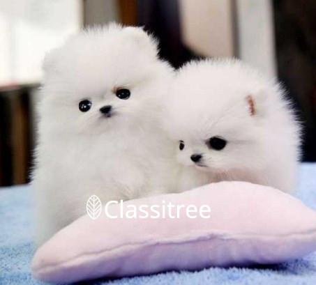 cute-pomeranian-puppies-months-old-puppies-big-0
