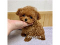Cute toy poodle Puppies Months Old Puppies