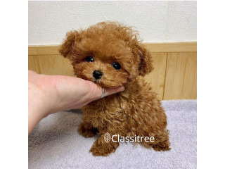 Cute toy poodle Puppies Months Old Puppies