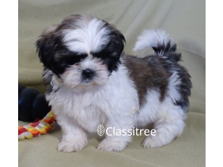 Lovely shih Tzu Puppies available