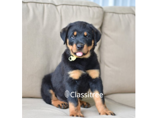 Gorgeous Rottweiler Puppies available