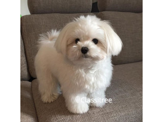 Cute adorable Maltese puppys male and female