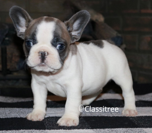 purebred-french-and-english-bulldog-puppies-for-sale-big-0