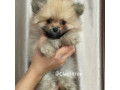 Mini Pomeranian puppy for sale pls whatapp for appt