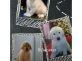 Golden retriever puppies for sale pls whatapp for appt