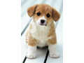 female-dog-puppy-wanted-urgently-small-0