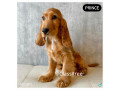 cocker-spaniel-puppies-for-sale-singapore-small-0